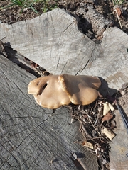 Pleurotus ostreatus