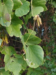 Pueraria montana