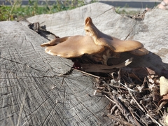 Pleurotus ostreatus