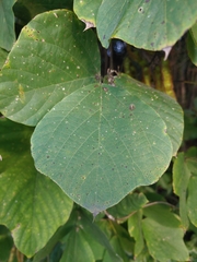 Pueraria montana