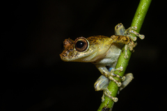 Scinax littoralis