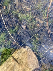 Eriocaulon aquaticum