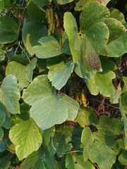 Pueraria montana