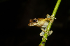 Scinax littoralis