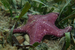 Anthaster valvulatus