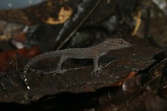 Gymnodactylus darwinii