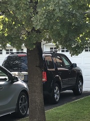 Sciurus carolinensis