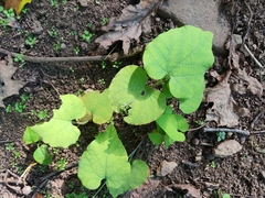 Aristolochia macrophylla
