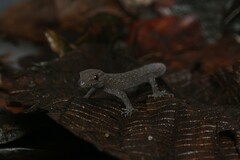 Gymnodactylus darwinii