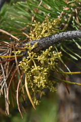 Arceuthobium americanum