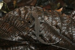 Gymnodactylus darwinii