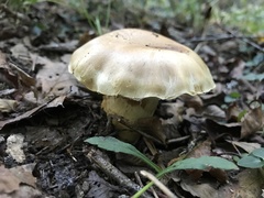 Cortinarius caperatus