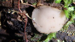 Tatraea macrospora