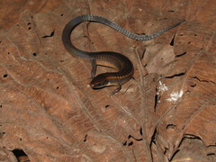 Iphisa elegans elegans