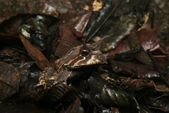 Proceratophrys belzebul