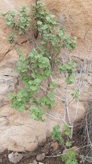 Sphaeralcea obtusiloba