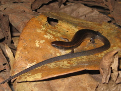 Iphisa elegans elegans
