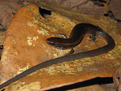 Iphisa elegans elegans