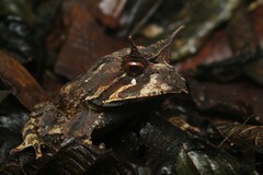 Proceratophrys belzebul