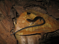 Iphisa elegans elegans