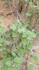Sphaeralcea obtusiloba