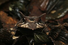 Proceratophrys belzebul