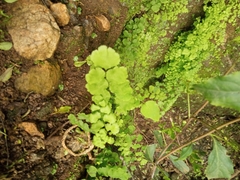 Adiantum chilense