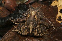 Proceratophrys belzebul