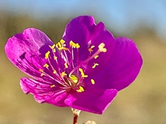 Phemeranthus calycinus