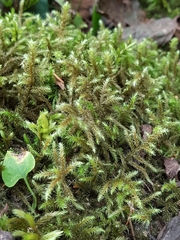 Rhytidiadelphus loreus