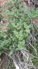 Polyachyrus