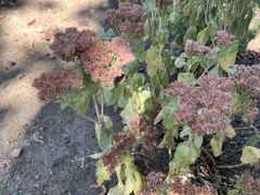 Fagopyrum esculentum