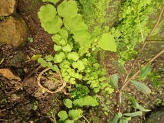 Adiantum chilense