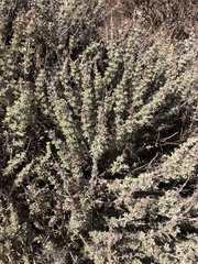 Extriplex californica