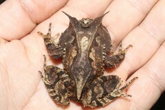 Proceratophrys belzebul