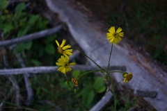 Kyhosia bolanderi