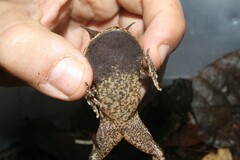 Proceratophrys belzebul