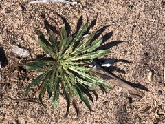 Camissoniopsis