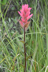 Castilleja miniata