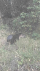 Tapirus bairdii