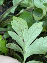 Hydrophyllum virginianum
