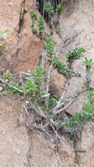 Ophryosporus triangularis