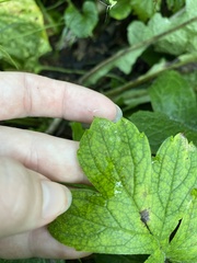 Hydrophyllum virginianum