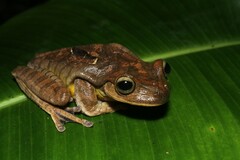 Bokermannohyla circumdata