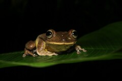 Bokermannohyla circumdata