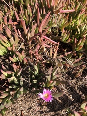 Carpobrotus chilensis