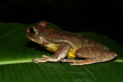 Bokermannohyla circumdata