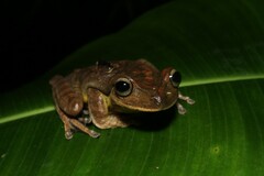 Bokermannohyla circumdata