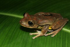 Bokermannohyla circumdata