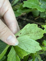 Hydrophyllum virginianum